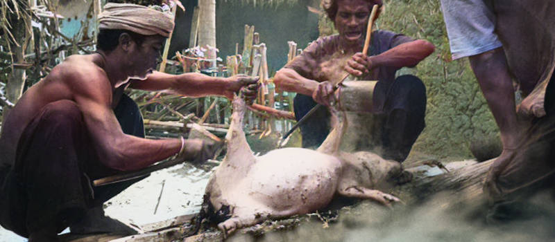 thème airsoft - guerre d'Indochine opération Dien Bien Phu ne répond plus - paysans thai dam cuisant un porcelet à la broche